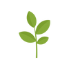 Yabukita Cultivar